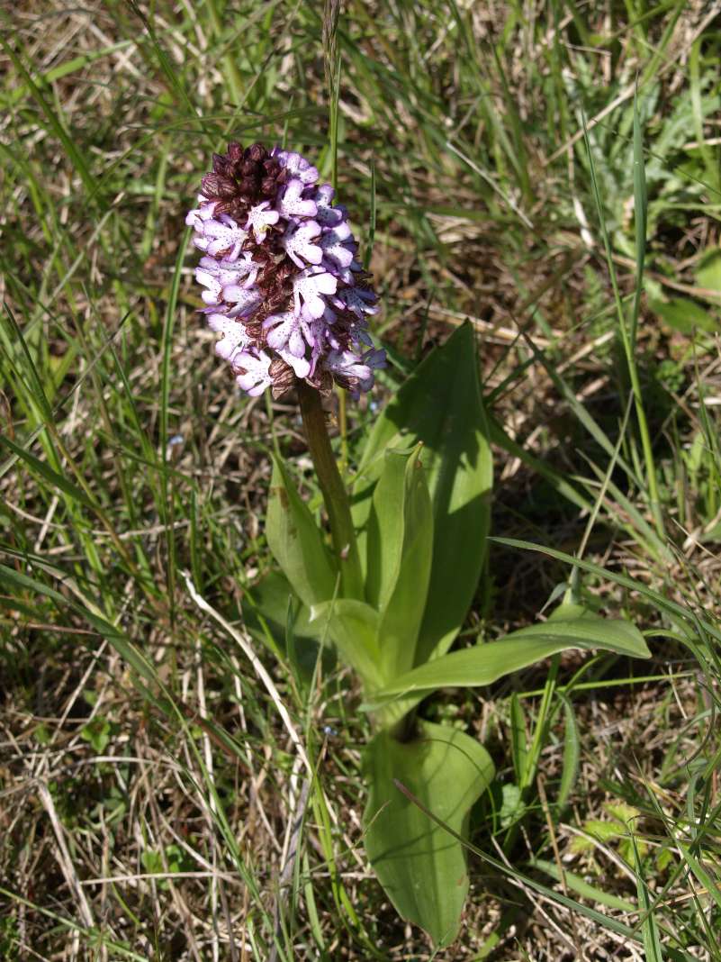 Orchidee 