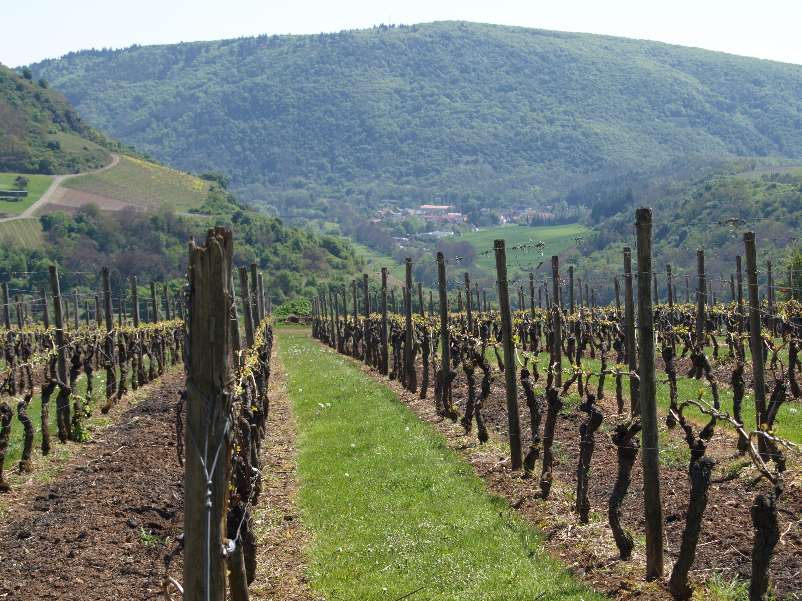 Blick zum Lemberg
