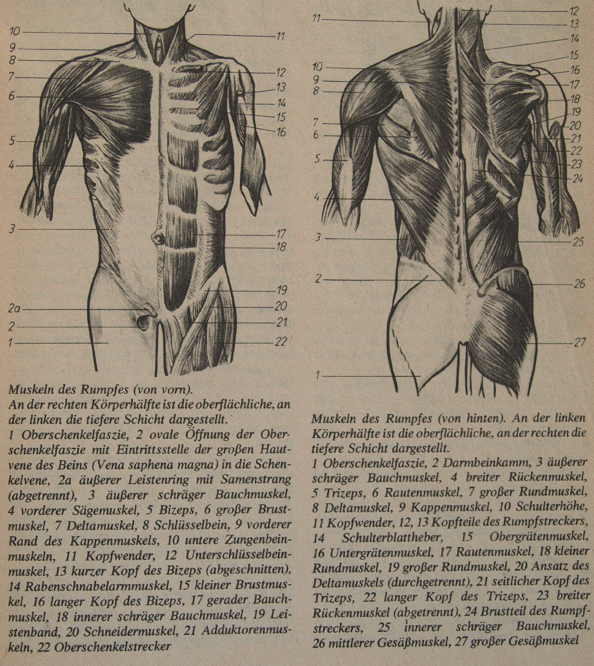 Anatomie
