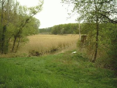Altrhein