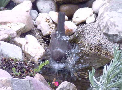 Amsel - Bild1