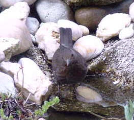 Amsel - Bild2