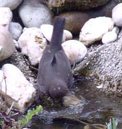 Amsel - Bild3