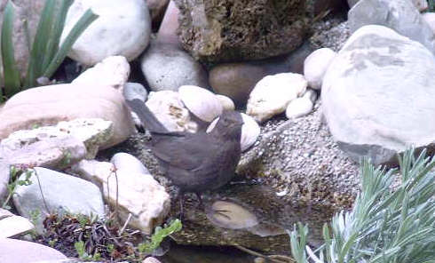 Amsel - Bild4