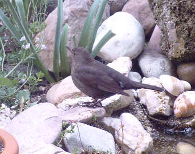 Amsel - Bild5