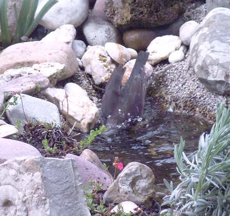 Amsel - Bild6