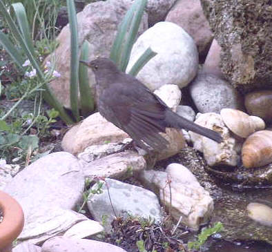 Amsel - Bild7