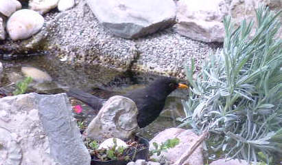 Amsel - Bild8