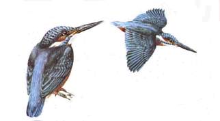 Eisvogel