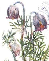 Kuhschelle