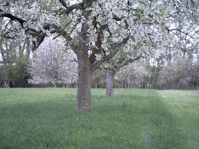 Apfelblüte
