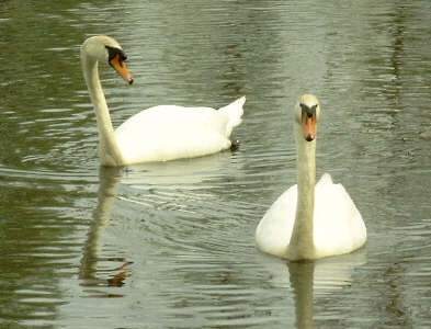 Schwäne am Baggersee