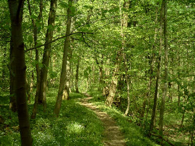 Waldweg im Oberwald