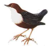 Wasseramsel